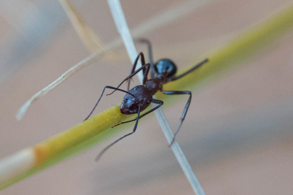 Camponotus gouldi