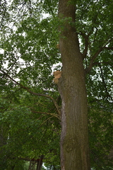 Laetiporus sulphureus