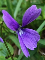 Viola uliginosa