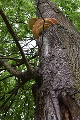 Laetiporus sulphureus
