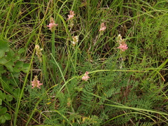 Onobrychis arenaria
