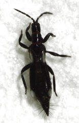 Desmidothrips walkerae
