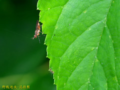 Sciomyzoidea