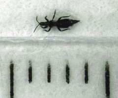 Desmidothrips walkerae