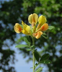 Chamaecytisus supinus