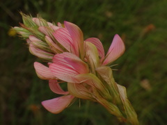 Onobrychis arenaria