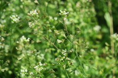 Capsella bursa-pastoris