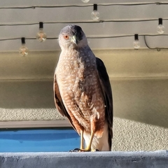 Accipiter cooperii