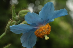 Meconopsis betonicifolia