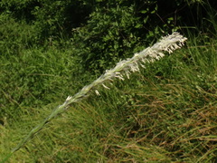 Sesleria autumnalis