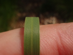 Sesleria autumnalis