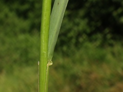 Sesleria autumnalis