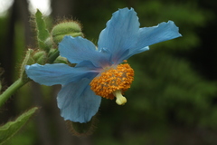 Meconopsis betonicifolia
