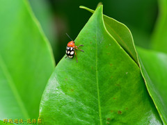 Cryptocephalus luteosignatus