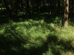 Sesleria autumnalis