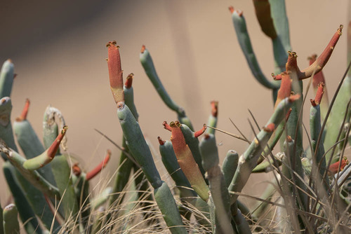Euphorbia crassa image
