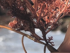 Microcladia coulteri