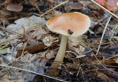 Marasmius strictipes