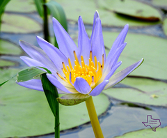 Nymphaea elegans