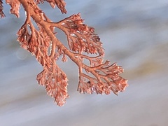 Microcladia coulteri