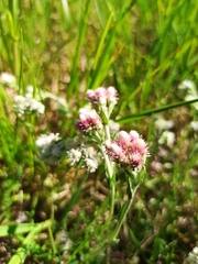 Antennaria dioica