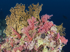 Dendronephthya hemprichi