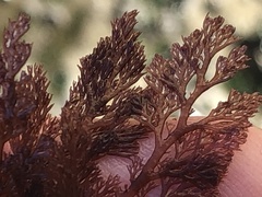 Microcladia coulteri