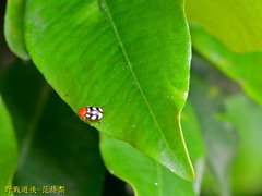 Cryptocephalus luteosignatus
