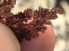 Microcladia coulteri