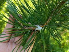 Aphrophora parallela