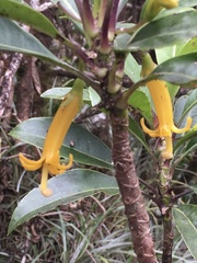 Scaevola glabra