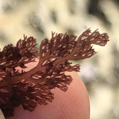 Microcladia coulteri