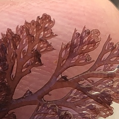 Microcladia coulteri