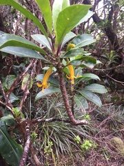 Scaevola glabra