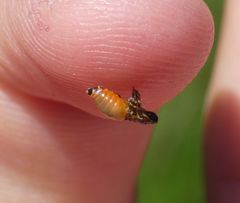 Aphrophora parallela