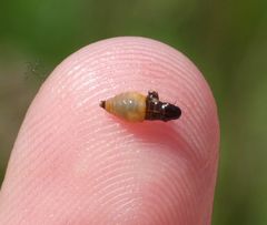 Aphrophora parallela