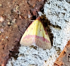 Phytometra rhodarialis