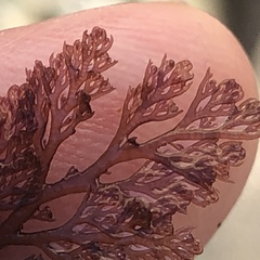 Microcladia coulteri