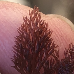 Microcladia coulteri