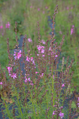 Sidalcea cusickii