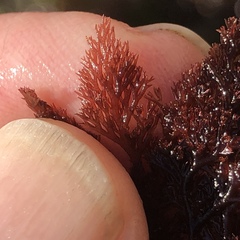 Microcladia coulteri