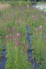 Sidalcea cusickii