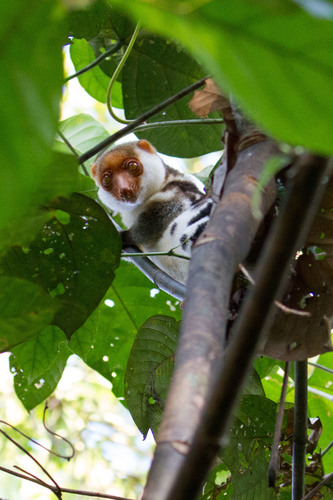Spilocuscus papuensis