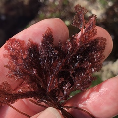Microcladia coulteri