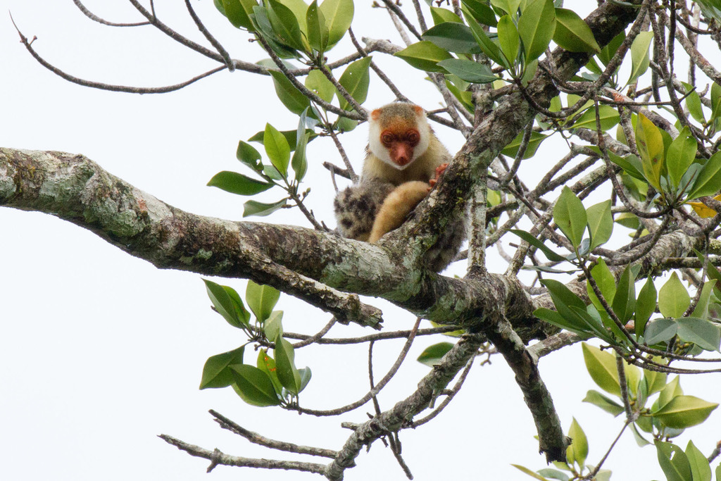 Waigeo Spotted Cuscus
