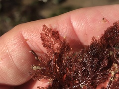Microcladia coulteri
