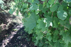 Acer platanoides