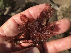 Microcladia coulteri