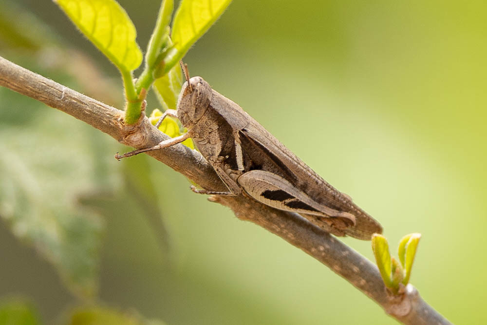 Catantopsis malagassus