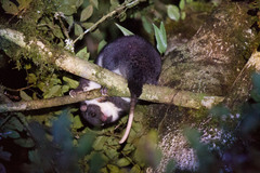 Stein's Cuscus photo 2